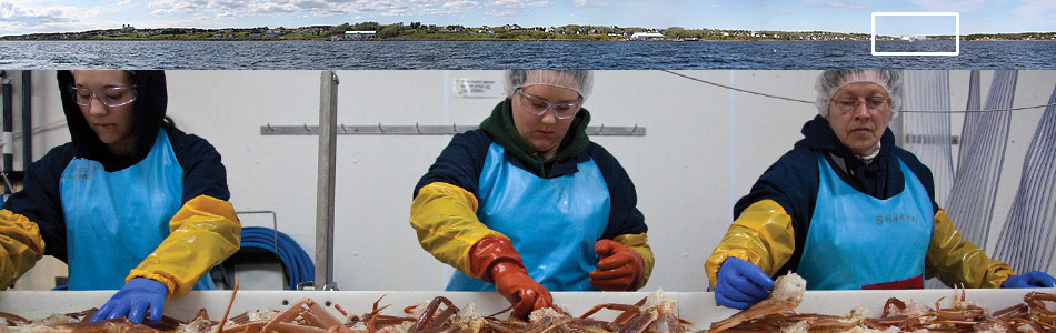 Premium Seafoods Group - Crab Processing and Packing