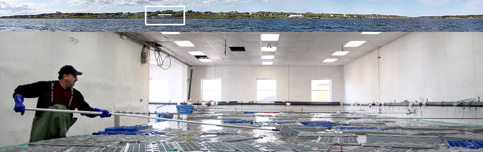 Premium Seafoods Group - Facilities