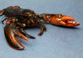 Premium Seafoods Group - Canadian Lobster